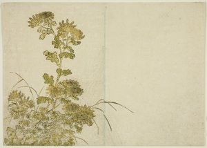 زهور الشتاء: الأقحوان ، من كتاب "مرآة النساء الجميلات في أحياء المتعة (Seiro bijin awase sugata kagami)" المجلد. 1 بواسطة كاتسوكاوا شونشو