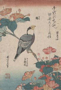 Grosbeak on Mirabilis ، من سلسلة بدون عنوان تسمى Small Flowers بواسطة كاتسوشيكا هوكوساي