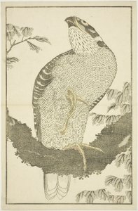 هوك ، من الكتاب المصور للوحات الواقعية لهوكوساي (Hokusai shashin gafu) بواسطة كاتسوشيكا هوكوساي