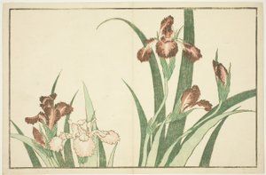 إيريس ، من الكتاب المصور للوحات الواقعية لهوكوساي (Hokusai shashin gafu) بواسطة كاتسوشيكا هوكوساي