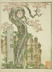 Komachi Cherry Tree (Komachi zakura) ، من الكتاب المصور "كتاب مصور لملاهي الشرق (Ehon Azuma asobi)" بواسطة كاتسوشيكا هوكوساي