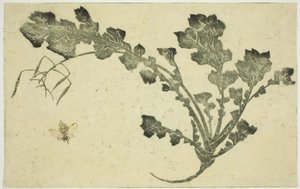 ساق الزنبور واللفت ، من "الكتاب المصور للوحات الواقعية لهوكوساي (Hokusai shashin gafu)" بواسطة كاتسوشيكا هوكوساي