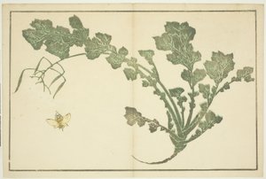 ساق الزنبور واللفت ، من "الكتاب المصور للوحات الواقعية لهوكوساي (Hokusai shashin gafu)" بواسطة كاتسوشيكا هوكوساي