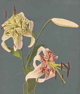 الزنابق ، 1897 (صورة مجمعة ملونة باليد)