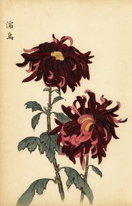 هجين متنوع قرمزي وأقحوان وردي ، 1893 (نقش) بواسطة كيكا هاسيغاوا