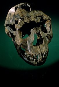 توركانا بوي، كينيا، غرب توركانا، بحيرة توركانا، KNMER-WT15000، H. erectus، ناريوكوتومي ...، 2008 (صورة) بواسطة كينيث جاريت