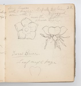 صفحة كراسة الرسم: Sweet Briar بواسطة Kenyon Cox