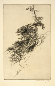 الصنوبر الصخري الصغير بواسطة كير إيبي