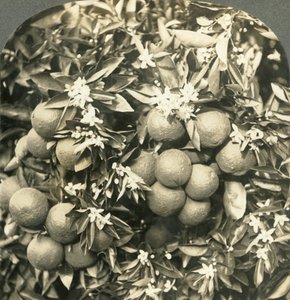 أزهار البرتقال والبرتقال الناضج ينمو على الشجرة نفسها ، كاليفورنيا ، c1900. بواسطة شركة كيستون فيو