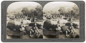 نتيجة مطاردة فرس النهر على نهر مليمبو ، روديسيا ، أفريقيا ، 1910 بواسطة شركة كيستون فيو