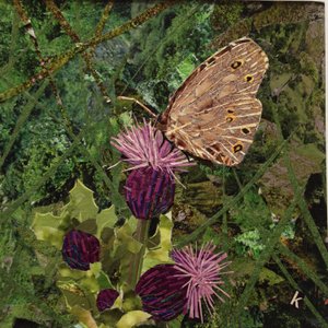 Flit - Satyr Butterfly على الشوك