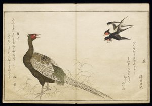 P.332-1946 Vol.1 f.6 زوج من مداخن السنونو والدراج الأخضر ، من ألبوم "Birds مقارنة في الأغاني المرحة" ، 1791 (طباعة لوح خشبي ملون) بواسطة كيتاجاوا أوتامارو