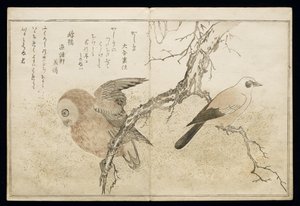 ص.332-1946 ، المجلد 1 ، ص 7 ، جاي على اليمين وبومة على اليسار ، من ألبوم "Birds مقارنة بأغاني مضحكة" ، 1791 (طباعة لوح خشبي ملون) بواسطة كيتاجاوا أوتامارو