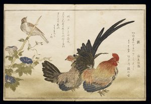 ص.332-1946 Vol.1 f.8 Cockerel and Hen على اليمين مع درسة على اليسار ، من ألبوم "Birds مقارنة في الأغاني المرحة" (&39;Momo Chidori Kyoka Awase&39;) ، 1791 (طباعة لوح خشبي ملون) بواسطة كيتاجاوا أوتامارو