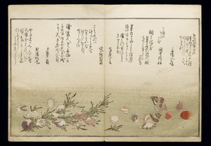 Shiohi no tsuto (هدايا من Ebb Tide) ، والمعروفة باسم Shell Book ، 1789 (طباعة لوح خشبي ملون) بواسطة كيتاجاوا أوتامارو