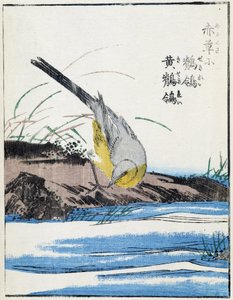 Bird. Japanese drawing by Kitao Kosuisai بواسطة Kitao Shigemasa