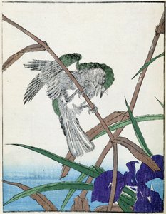 طائر على شجرة. الرسم الياباني كيتاو كوسيساي بواسطة Kitao Shigemasa