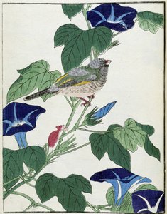 طائر على شجرة. الرسم الياباني كيتاو كوسيساي بواسطة Kitao Shigemasa