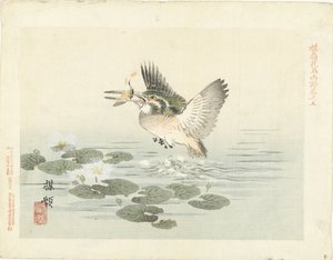الرفراف اسكتشات زهرة بايري والطيور (عنوان المسلسل) باري كاتشو غافو (عنوان المسلسل على الكائن) بواسطة كونو بيري