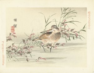 قص اسكتشات زهرة بايري والطيور (عنوان المسلسل) باري كاتشو غافو (عنوان المسلسل على الكائن) بواسطة كونو بيري