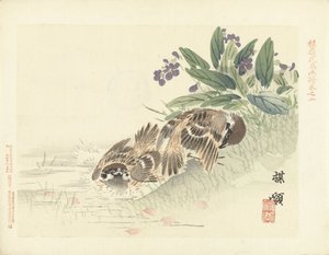 اثنين من العصافير اسكتشات زهرة بايري والطيور (عنوان المسلسل) باري كاتشو غافو (عنوان المسلسل على الكائن) بواسطة كونو بيري