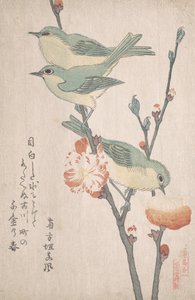 عيون يابانية بيضاء على فرع من شجرة الخوخ ، ... ، كاليفورنيا. 1805-10.