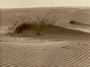 تحويل الكثبان الرملية على Curonian Spit شمال روسيتين ؛ تغيير الكثبان الرملية أحد البصق الرملي Curonian في شمال روسيتن (صورة بالأبيض والأسود) بواسطة كيرت هيلشر