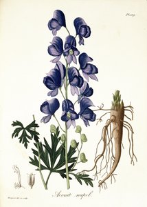 Aconitum Napellus من "Phytographie Medicale" لجوزيف روكيس (1772-1850) ، نشر في عام 1821