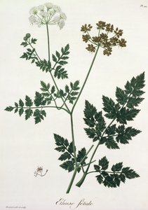 Aethusa Cynapium من "Phytographie Medicale" لجوزيف روكيس (1772-1850) ، نشر في عام 1821