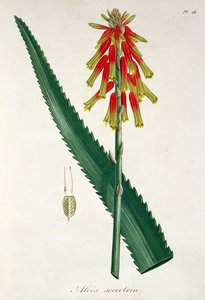 الألوة من "Phytographie Medicale" لجوزيف روكيس (1772-1850) ، نُشر عام 1821