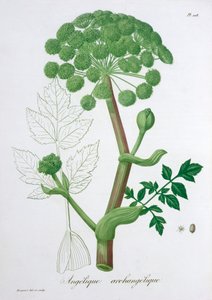 أنجليكا آركانجيليكا جاردن أنجليكا ، 1821 بواسطة LFJ Hoquart