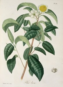 كاميليا ثيا من "Phytographie Medicale" لجوزيف روكيس (1772-1850) ، نُشر عام 1821