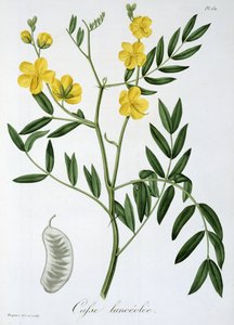 كاسيا من "Phytographie Medicale" لجوزيف روكيس (1772-1850) ، نُشر عام 1821