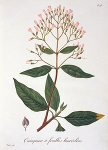 Cinchona من "Phytographie Medicale" لجوزيف روكيس (1772-1850) ، نُشر عام 1821