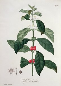 كوفي أرابيكا من "Phytographie Medicale" لجوزيف روكيس (1772-1850) ، نُشر عام 1821