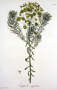 الفربيون سيباريسياس من كتاب Phytographie Medicale لجوزيف روك (1772-1850) ، نُشر عام 1821 (نقش) بواسطة LFJ Hoquart