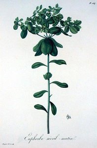 الفربيون هيليوسكوبيا من كتاب Phytographie Medicale لجوزيف روك (1772-1850) ، نُشر عام 1821 (نقش)