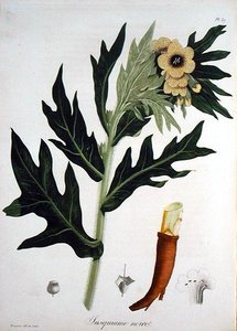 Henbane من "Phytographie Medicale" لجوزيف روكيز (1772-1850) ، نُشر عام 1821 (نقش) بواسطة LFJ Hoquart