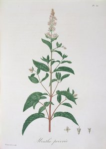 Mentha Piperita من "Phytographie Medicale" لجوزيف روكيس (1772-1850) ، نُشر عام 1821