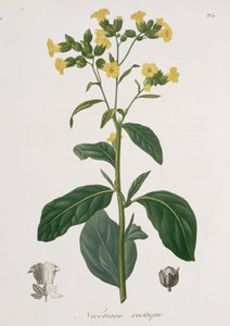 نيكوتيانا من "Phytographie Medicale" لجوزيف روكيس (1772-1850) ، نُشر عام 1821