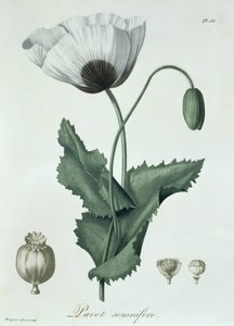 Papaver Somniferum من "Phytographie Medicale" لجوزيف روكيس (1772-1850) ، نُشر عام 1821