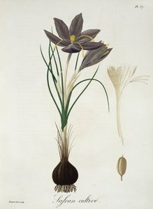 الزعفران الزعفران من "Phytographie Medicale" لجوزيف روكيس (1772-1850) ، نشر في عام 1821