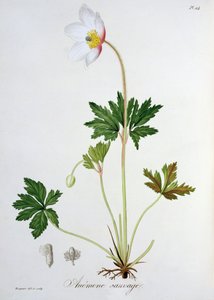 خشب شقائق النعمان من "Phytographie Medicale" لجوزيف روكيس (1772-1850) ، نُشر عام 1821