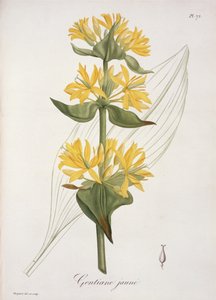 أصفر جينتيان من "Phytographie Medicale" لجوزيف روكيس (1772-1850) ، نُشر عام 1821
