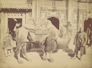 بيكين. No. 923، 1867. بواسطة لاي فونغ.