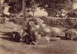  بواسطة لالا دين ديال