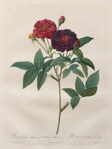 الورود: روزا جاليكا بوربوريا فيلوتينا بارفا ، 1817-1824. بواسطة لانجلوا