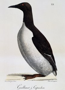Guillemot المشتركة (Uria aalge) ، من رحلة خلابة حول العالم