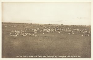 معسكر Lambing ، 1894.