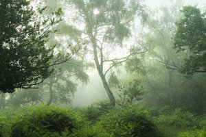 أصداء باللون الأخضر، 2024 (صورة)